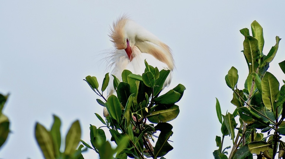 Bubulcus ibis Baracoa Eastern Cuba Birding Oiseaux Birdwatching Pajareo Aves