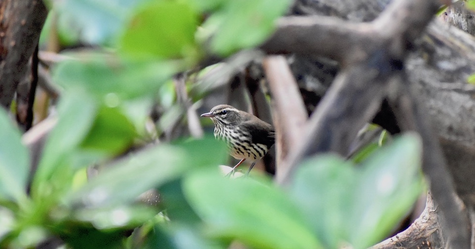 Parkesia noveboracensis Baracoa Eastern Cuba Birding Oiseaux Birdwatching Pajareo Aves