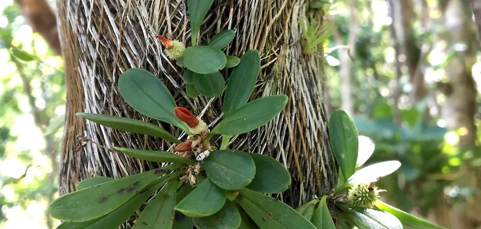 Pleurothallis tribuloides Orchid Orchidée Baracoa Cuba Orquídea