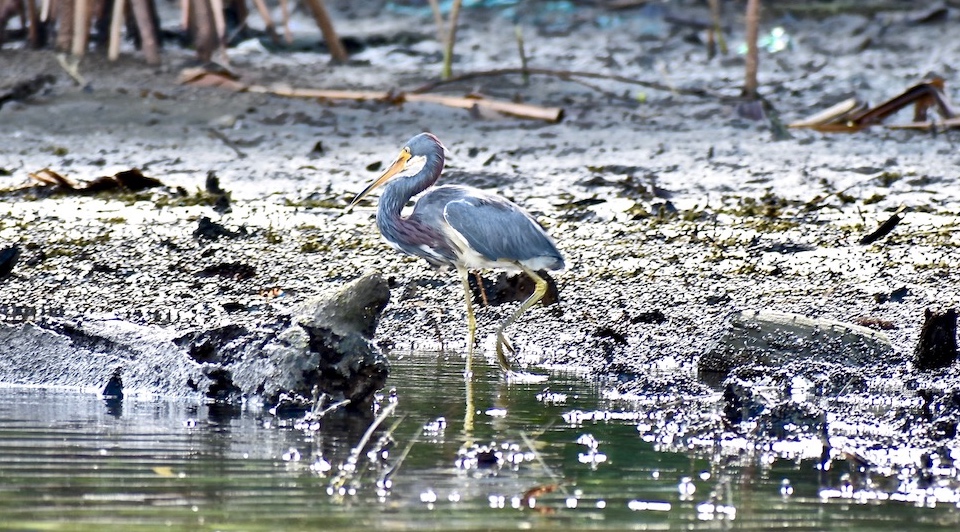 Egretta tricolor Baracoa Eastern Cuba Birding Birdwatching Oiseaux Aves Pajareo