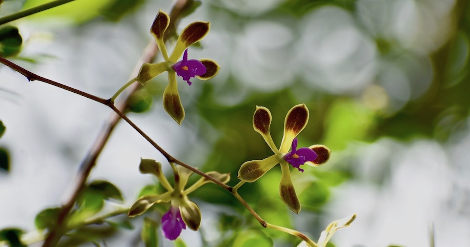 Delicate, Wild Orchids in Baracoa, Cuba | Villa Paradiso