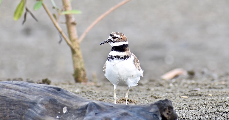 Charadrius vociferus Birdwatching Baracoa Eastern Cuba Birding Oiseaux Aves Pajareo