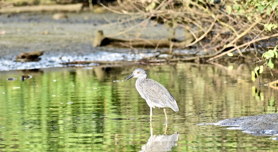 Nyctanassa violacea Baracoa Cuba Birding Birdwatching Pajareo Oiseaux Ornithologie Aves