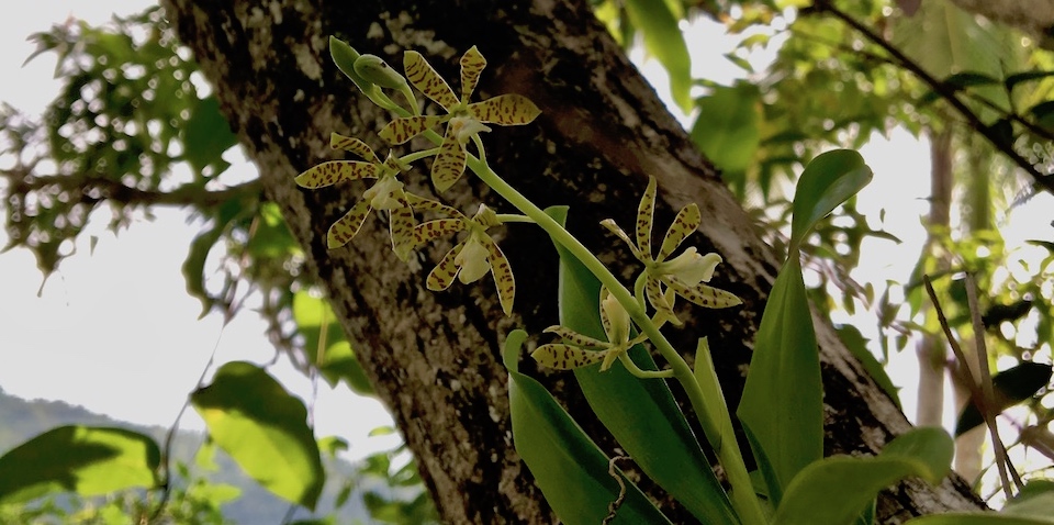 Prosthechea boothiana Orchid Orchidée Baracoa Cuba Orquídea