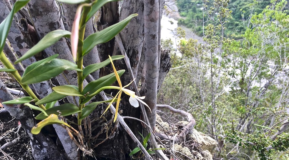 Epidendrum nocturnum Orchid Orchidée Baracoa Cuba Orquídea