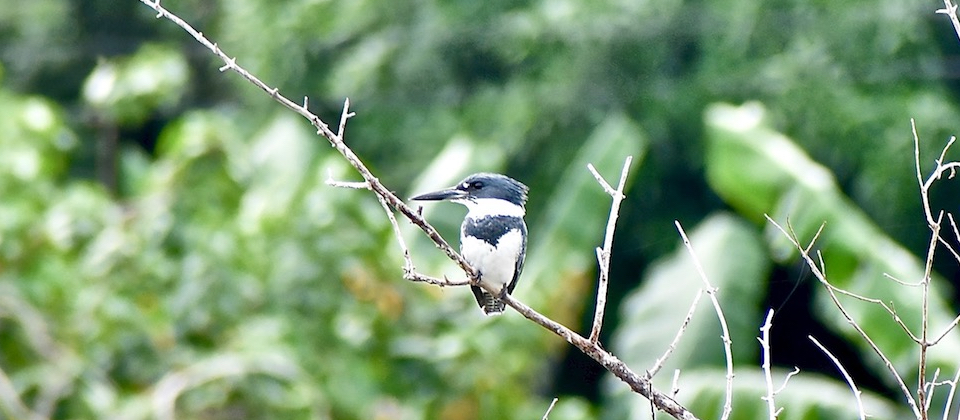 Megaceryle alcyon Baracoa Eastern Cuba Birding Oiseaux Birdwatching Aves Pajareo