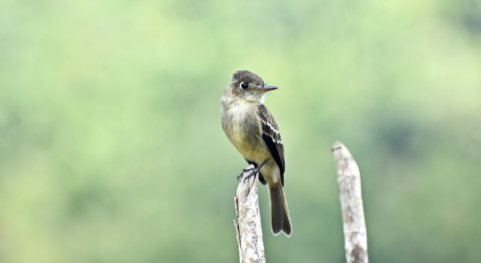 Contopus caribaeus Baracoa Eastern Cuba Birding Oiseaux Birdwatching Pajareo Aves