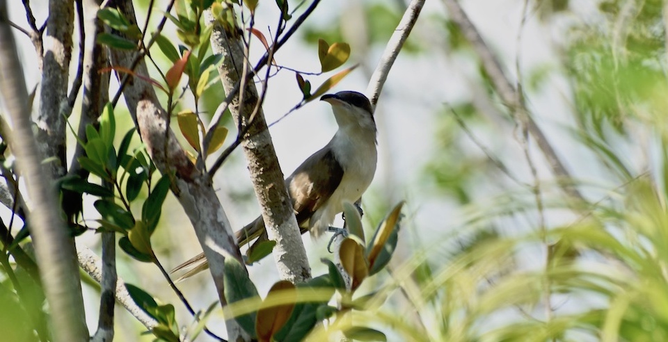 Coccyzus americanus Baracoa Eastern Cuba Birding Birdwatching Oiseaux Ornithologie Aves