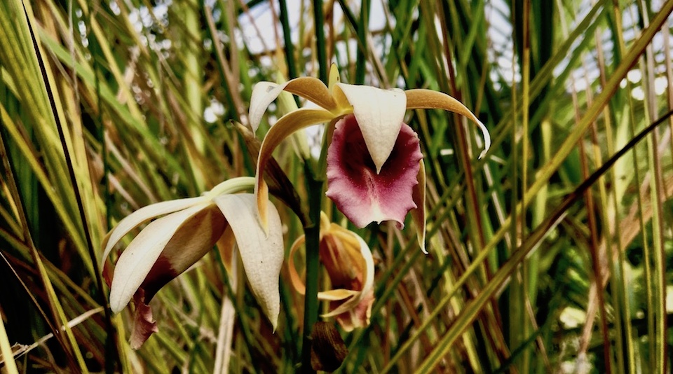 Phaius tankervilleae Orchid Orchidée Baracoa Cuba Orquídea