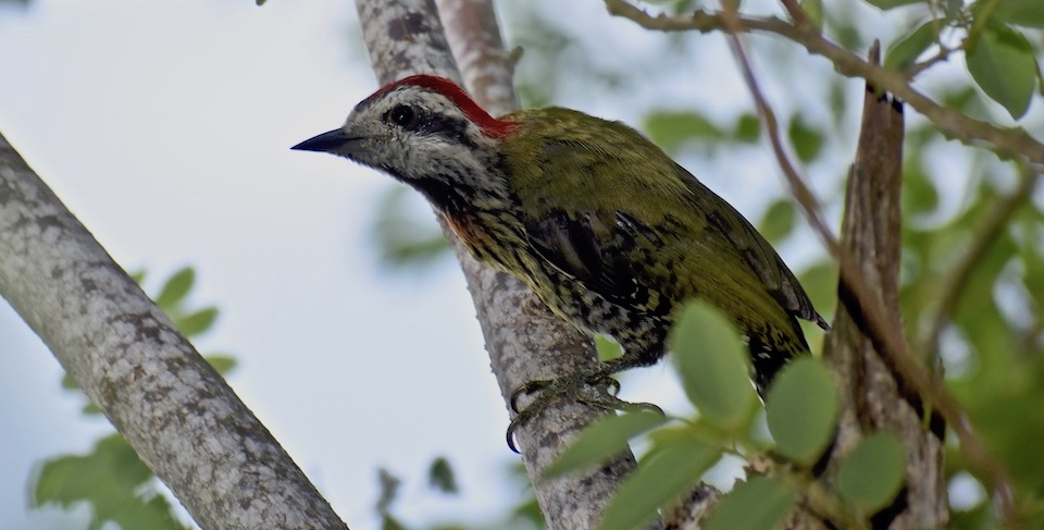 Xiphidiopicus percussus Baracoa Eastern Cuba Oiseaux Birdwatching Birding Ornithologie Aves Pajareo