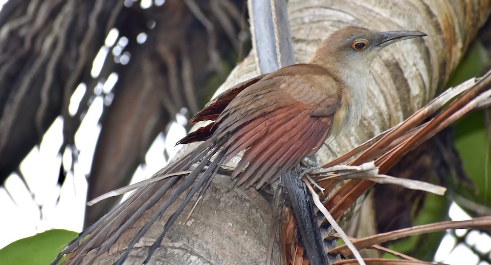 Coccyzus merlini Baracoa Eastern Cuba Oiseaux Birding Birdwatching Pajareo Aves