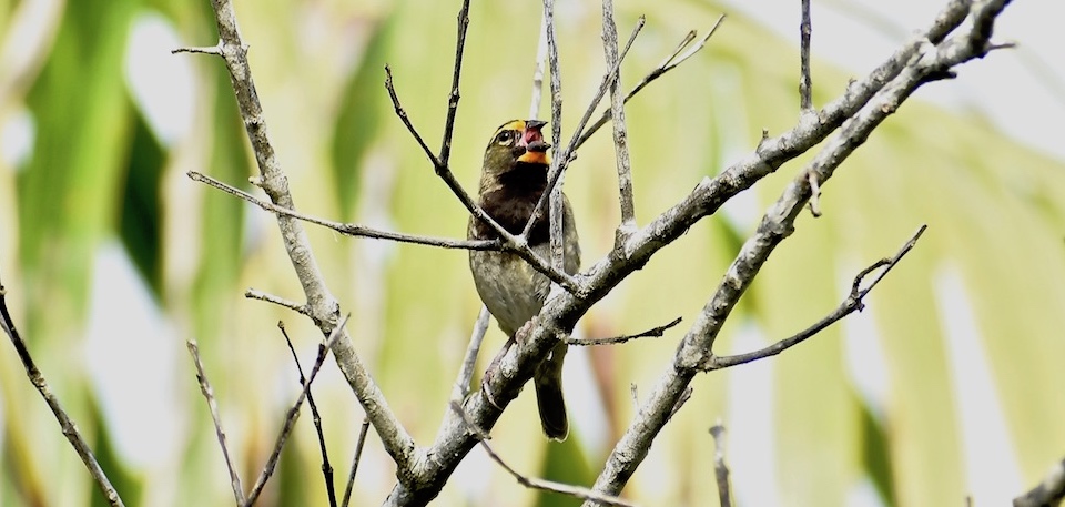 Tiaris olivaceus Baracoa Eastern Cuba Birding Oiseaux Birdwatching Ornithologie Aves Pajareo