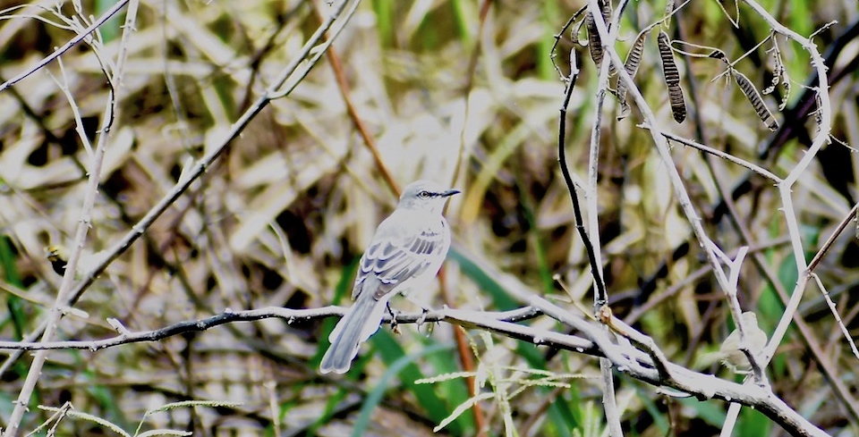 Mimus polyglottos orpheus Baracoa Eastern Cuba Birding Oiseaux Birdwatching Ornithologie Aves