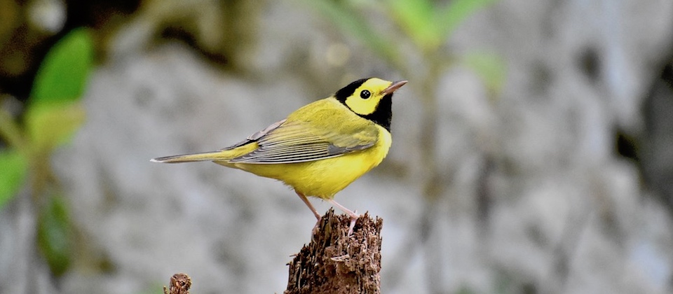 Setophaga citrina Birding Baracoa Eastern Cuba Birdwatching Pajaero Oiseaux Ornithologie