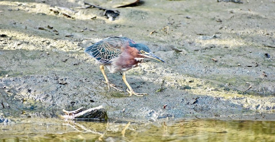 Butorides virescens Baracoa Eastern Cuba Birdwatching Ornithologie Birding Oiseaux Aves