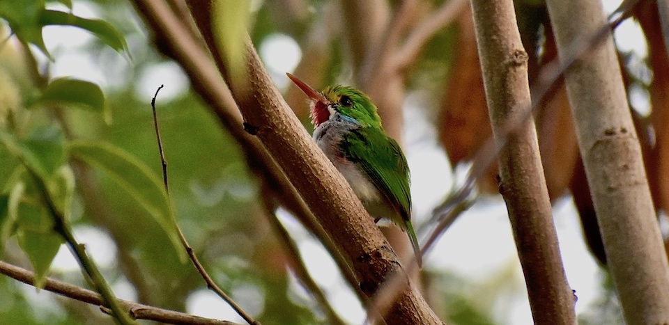 Todus multicolor Baracoa Eastern Cuba Oiseaux Birding Ornithologie Birdwatching Aves