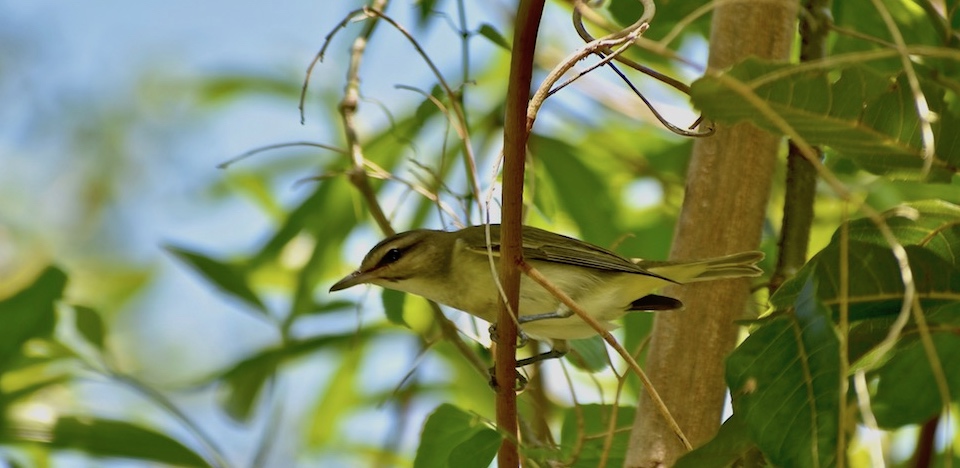 Vireo altiloquus barbatulus Baracoa Eastern Cuba Birdwatching Ornithologie Birding Oiseaux Aves