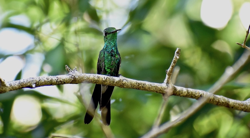 Chlorostilbon ricordii Baracoa Eastern Cuba Oiseaux Birding Ornithologie Birdwatching Aves Pajareo