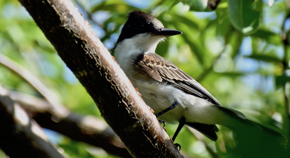 Tyrannus caudifasciatus Baracoa Eastern Cuba Birding Oiseaux Birdwatching Ornithologie Aves Pajareo