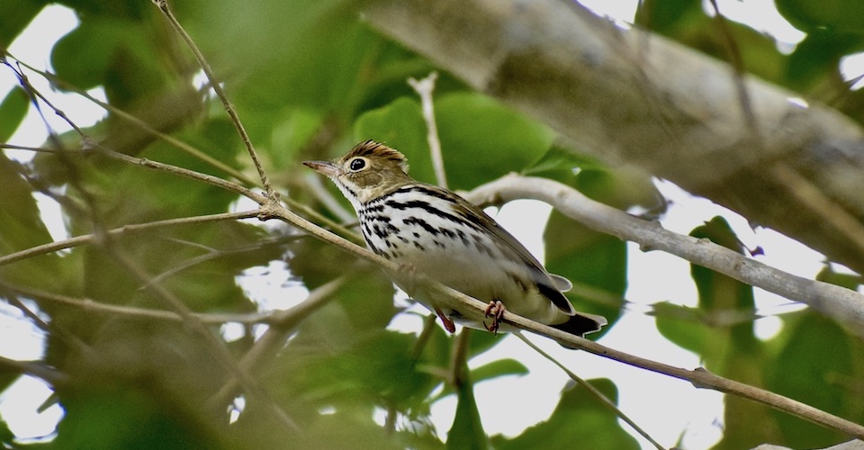 Seiurus aurocapilla Baracoa Eastern Cuba Birding Oiseaux Birdwatching Ornithologie Aves