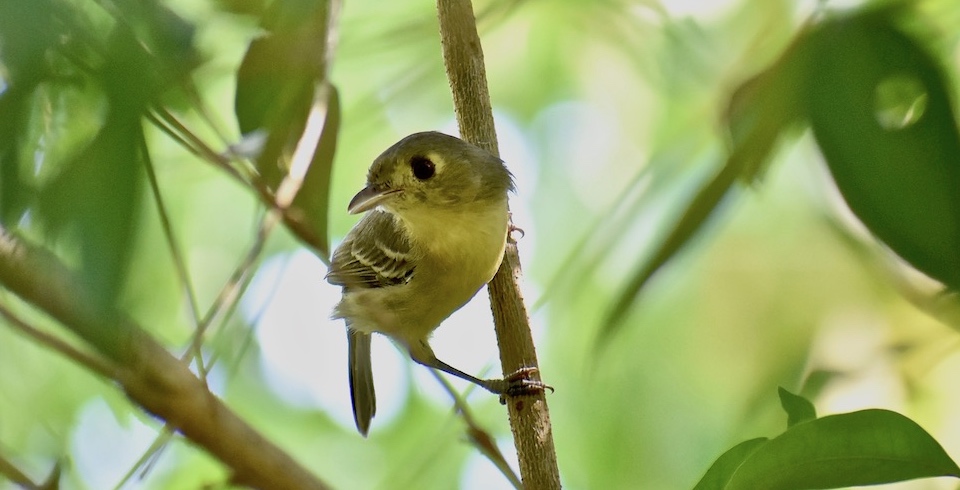 Vireo gundlachii Baracoa Eastern Cuba Oiseaux Birdwatching Ornithologie Birding