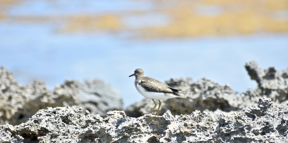 Actitis macularius Baracoa Eastern Cuba Birding Ornithologie Birdwatching Oiseaux Aves