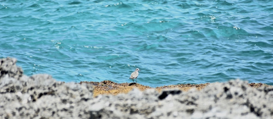 Pluvialis squatarola Baracoa Eastern Cuba Birding Oiseaux Birdwatching Ornithologie Aves