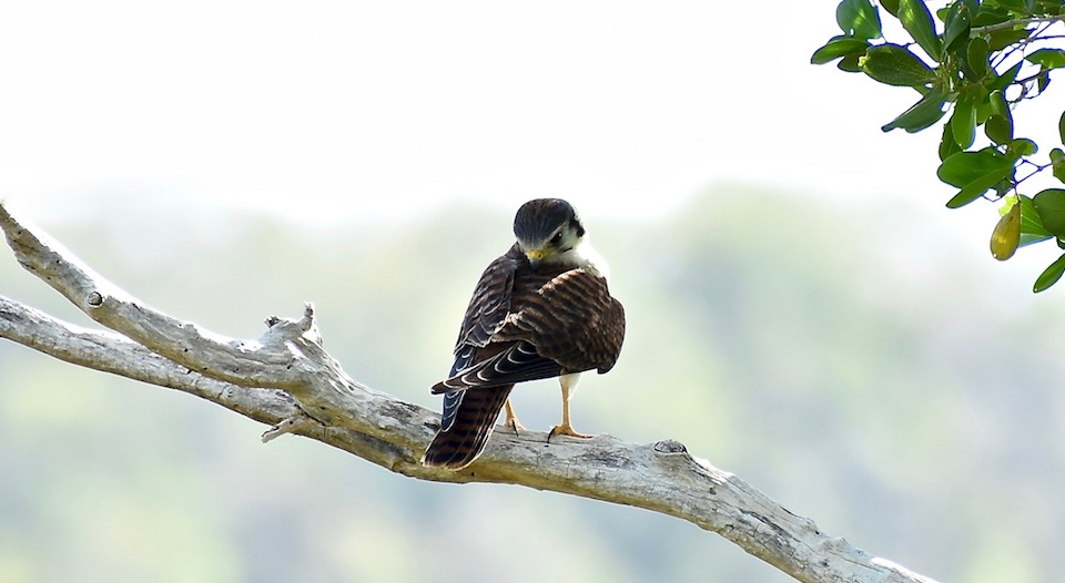 Falco sparverious sparverioides Baracoa Eastern Cuba Birding Oiseaux Birdwatching Ornithologie Aves