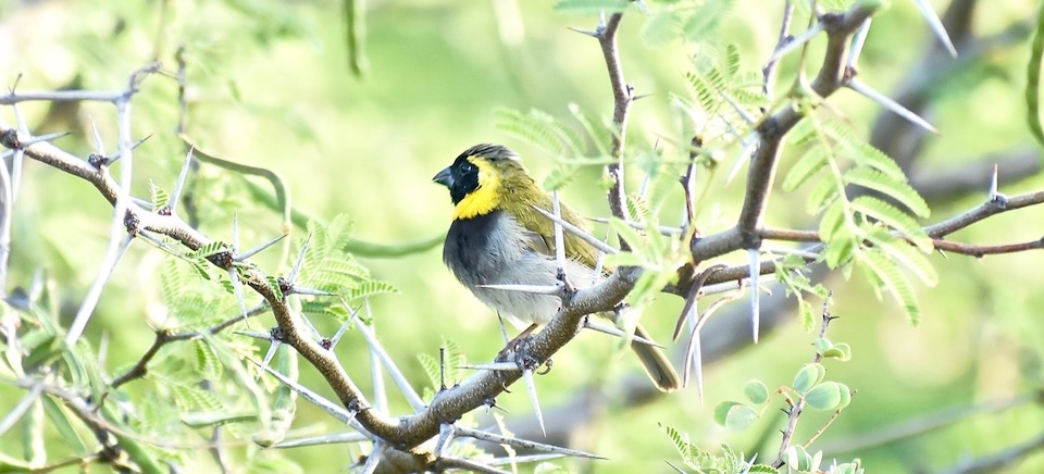 Phonipara canora Eastern Cuba Birding Oiseaux Birdwatching Ornithologie Aves