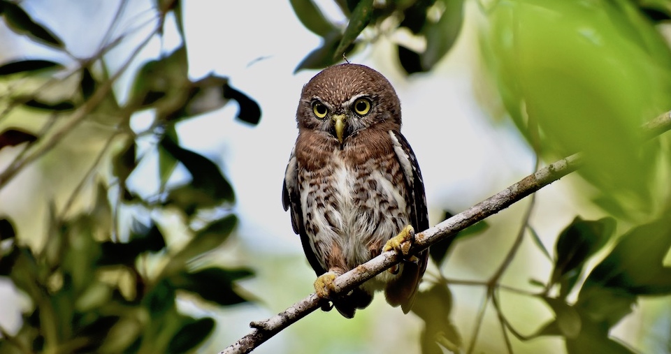 Glaucidium siju Baracoa Eastern Cuba Birding Oiseaux Birdwatching Ornithologie Aves Pajareo Pajarear