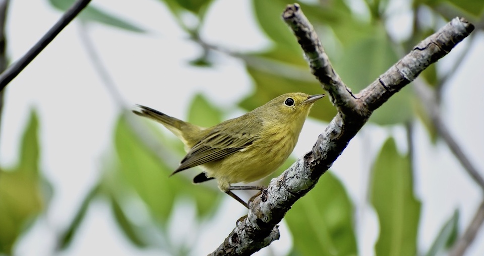 Setophaga petechia Baracoa Eastern Cuba Birding Birdwatching Oiseaux Ornithologie Aves Pajarear