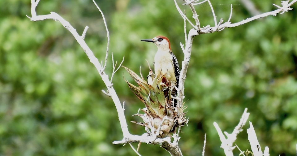 Melanerpes superciliaris Birding Baracoa Eastern Cuba Birdwatching Pajareo Oiseaux Ornithologie