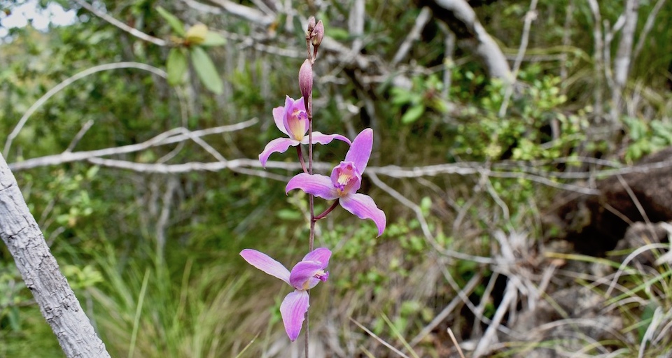 Orchidée Bletia purpurea Orchid Baracoa Cuba