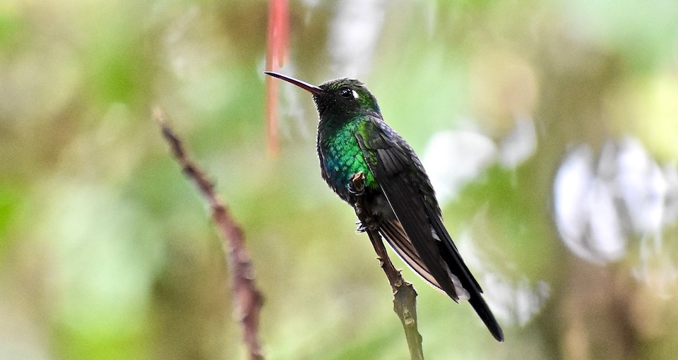 Chlorostilbon ricordii Villa Paradiso Baracoa Cuba Birding Birdwatching Oiseaux Ornithologie Aves