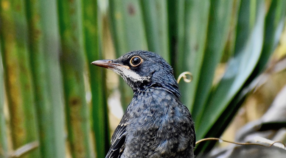 Turdus plumbeus schistaceus Baracoa Eastern Cuba Birding Oiseaux Birdwatching Ornithologie Aves Pajarear