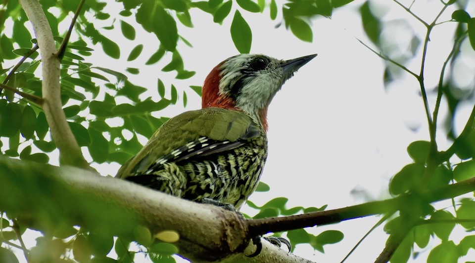 Xiphidiopicus percusssus Baracoa Eastern Cuba Oiseaux Birding Ornithologie Birdwatching Aves Pajareo