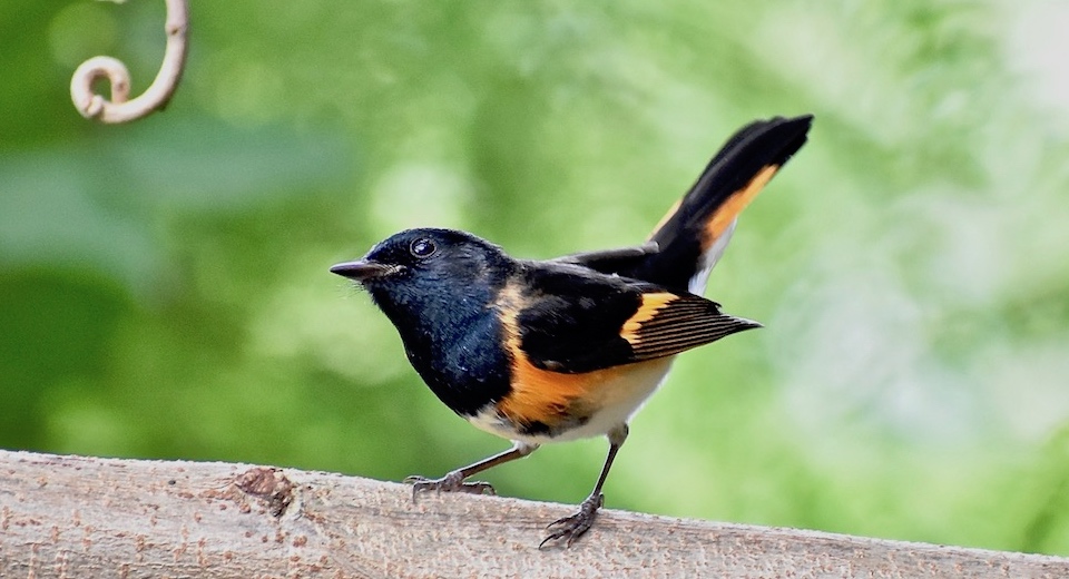 Setophaga ruticilla Villa Paradiso Baracoa Cuba Birding Birdwatching Oiseaux Ornithologie Aves Pajareo