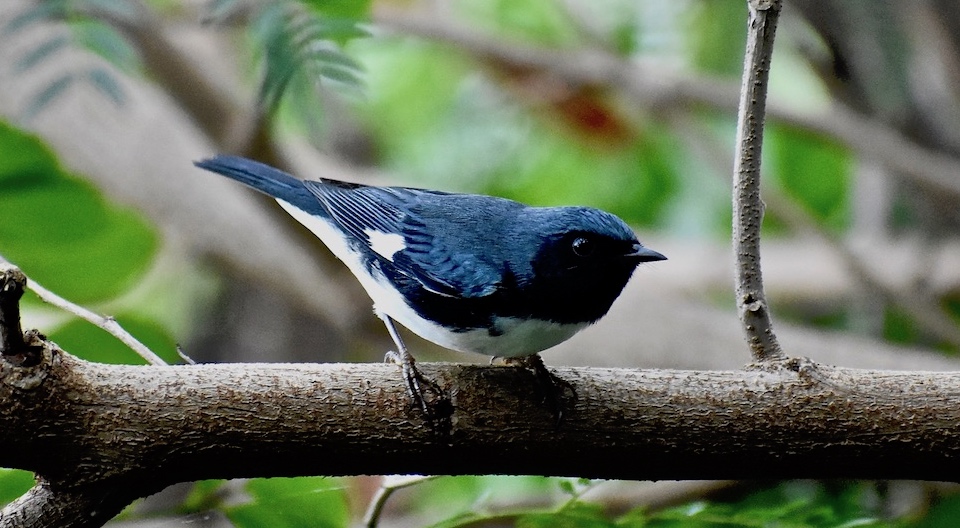 Setophaga caerulescens Villa Paradiso Baracoa Cuba Birdwatching Ornithologie Birding Oiseaux Aves Pajareo