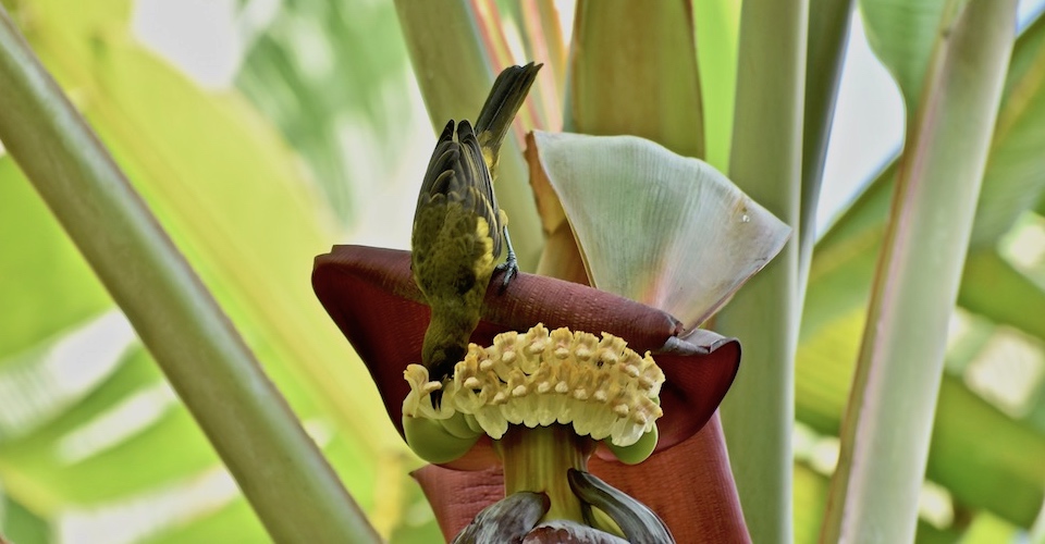 Icterus melanopsis Birding Baracoa Eastern Cuba Birdwatching Pajareo Oiseaux Ornithologie