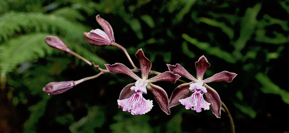 Orchidée Encyclia phoenicea Orchid Baracoa Cuba