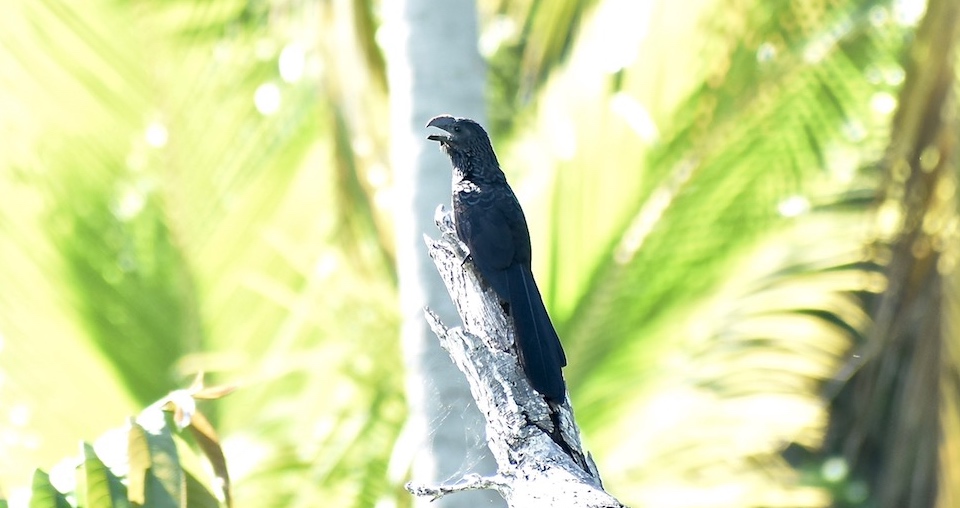 Crotophaga ani Birding Baracoa Eastern Cuba Birdwatching Pajareo Oiseaux Ornithologie Aves