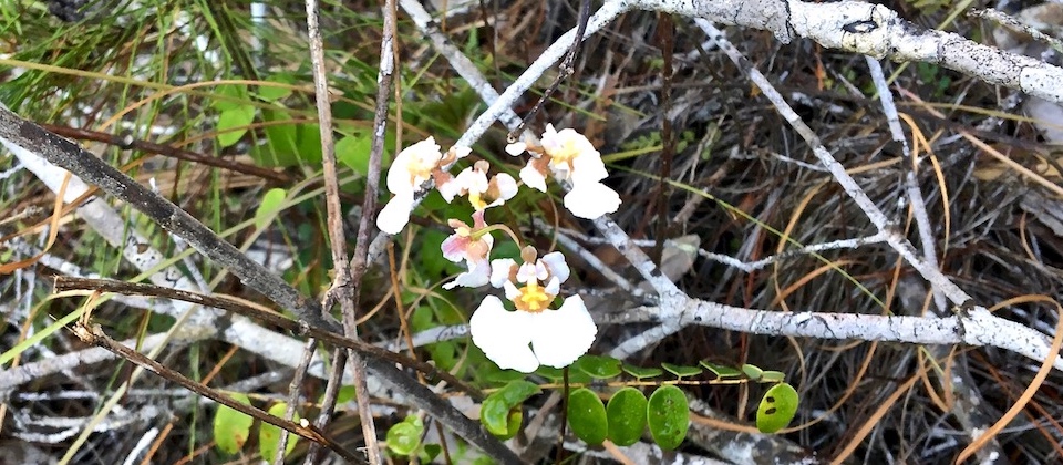 Tolumnia sylvestre Orchid Orchidée Baracoa Cuba