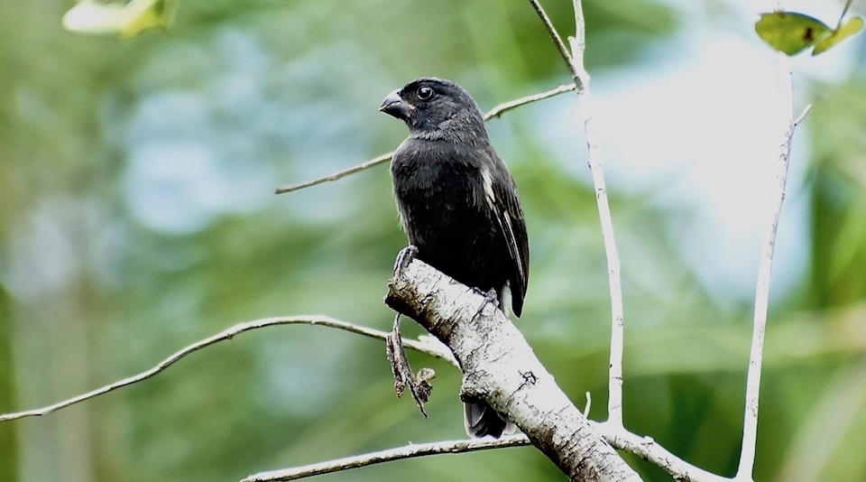 Melopyrrha nigra Birding Baracoa Eastern Cuba Birdwatching Pajareo Oiseaux aves