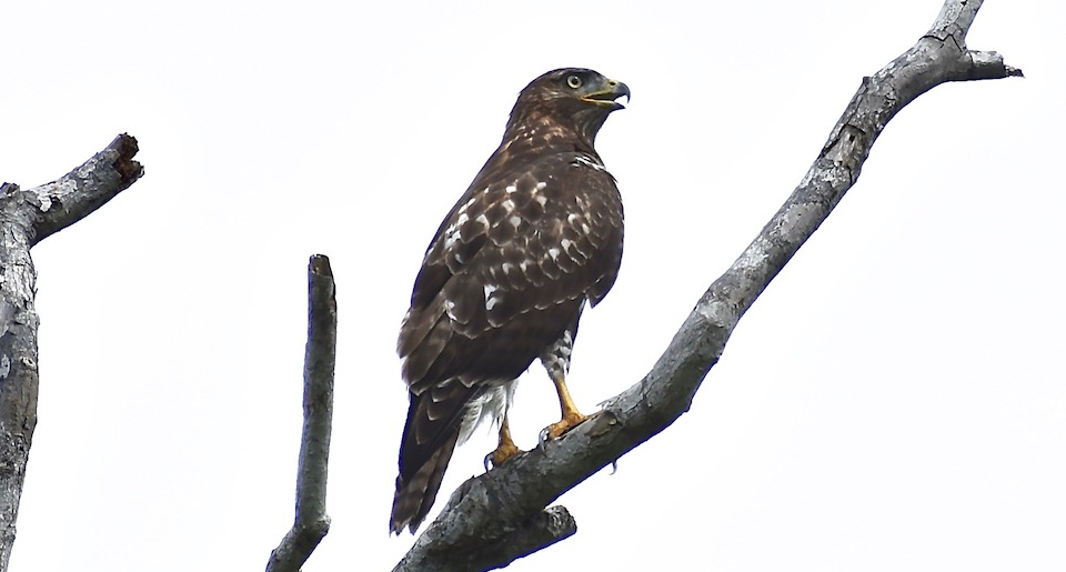 Buteo jamaicensis solitudinis Birdwatching Baracoa Eastern Cuba Birding Oiseaux Pajareo Aves