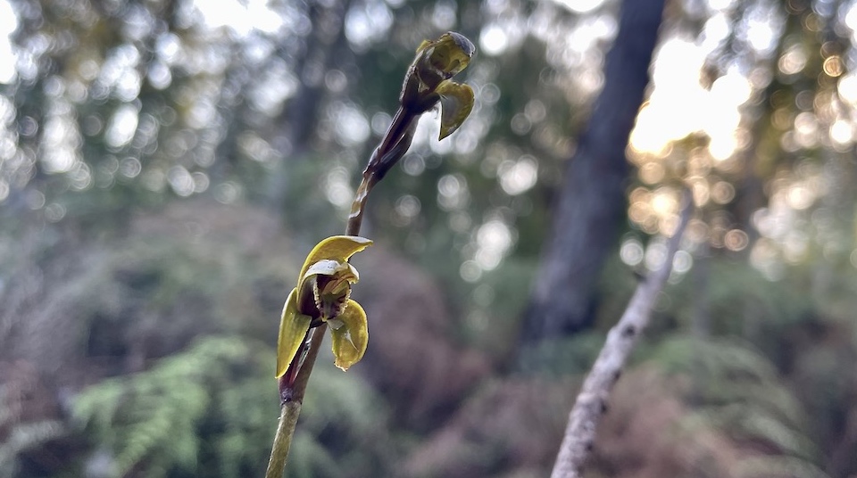 Bletia volubilis (Basiphyllaea volubilis) • Orchid • Alexander Humboldt National Park