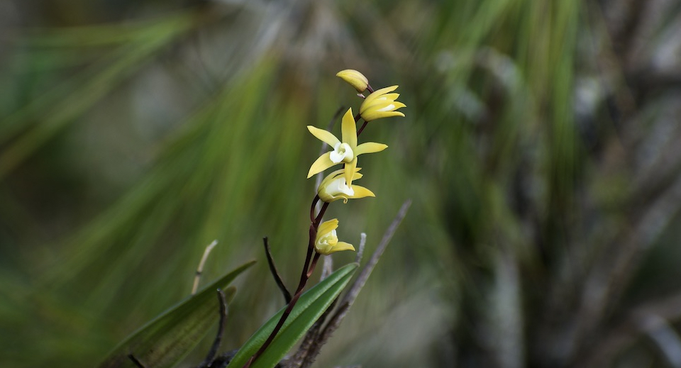 Dilomilis oligophylla (alba) • Baracoa Cuba