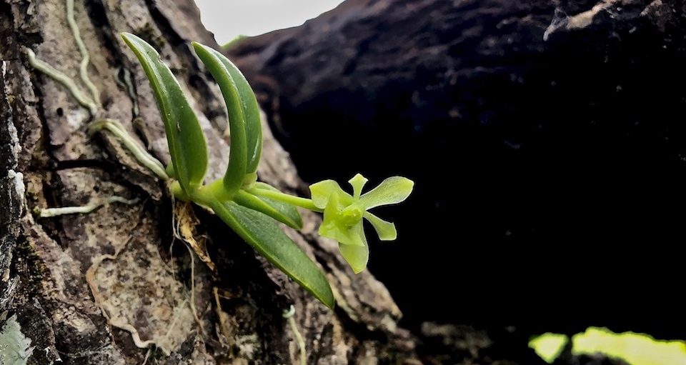 Delicate, Wild Orchids in Baracoa, Cuba | Villa Paradiso
