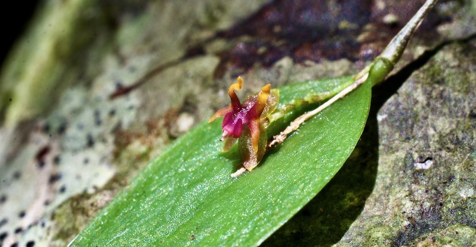 Lepanthes sp. (undescribed yet) • Baracoa Cuba