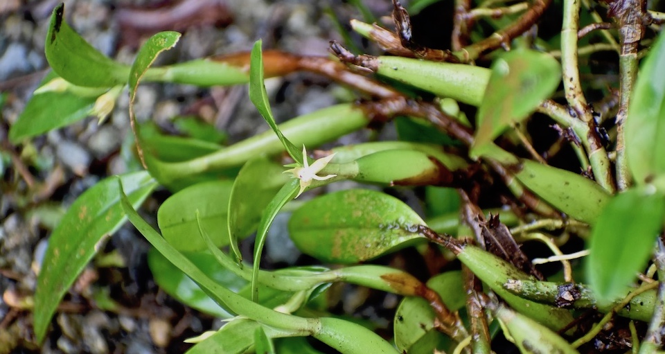 Prosthechea pygmaea • Baracoa • Cuba • Orchid Orchidée Orquídea