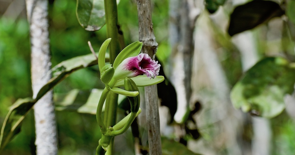 Vanilla claviculata • Baracoa • Cuba • Orchid Orchidée Orquídea
